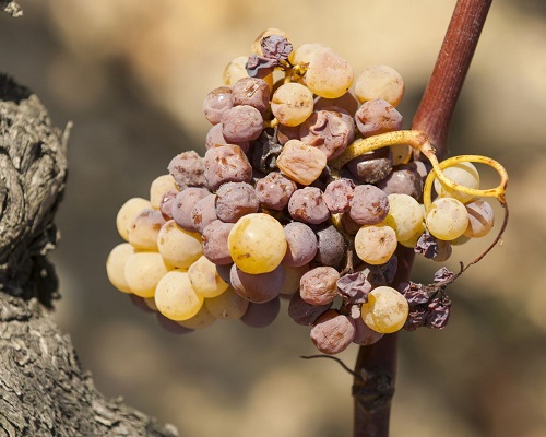 Lire la suite à propos de l’article Le saviez-vous : tokay ou pinot gris, quelle différence ?