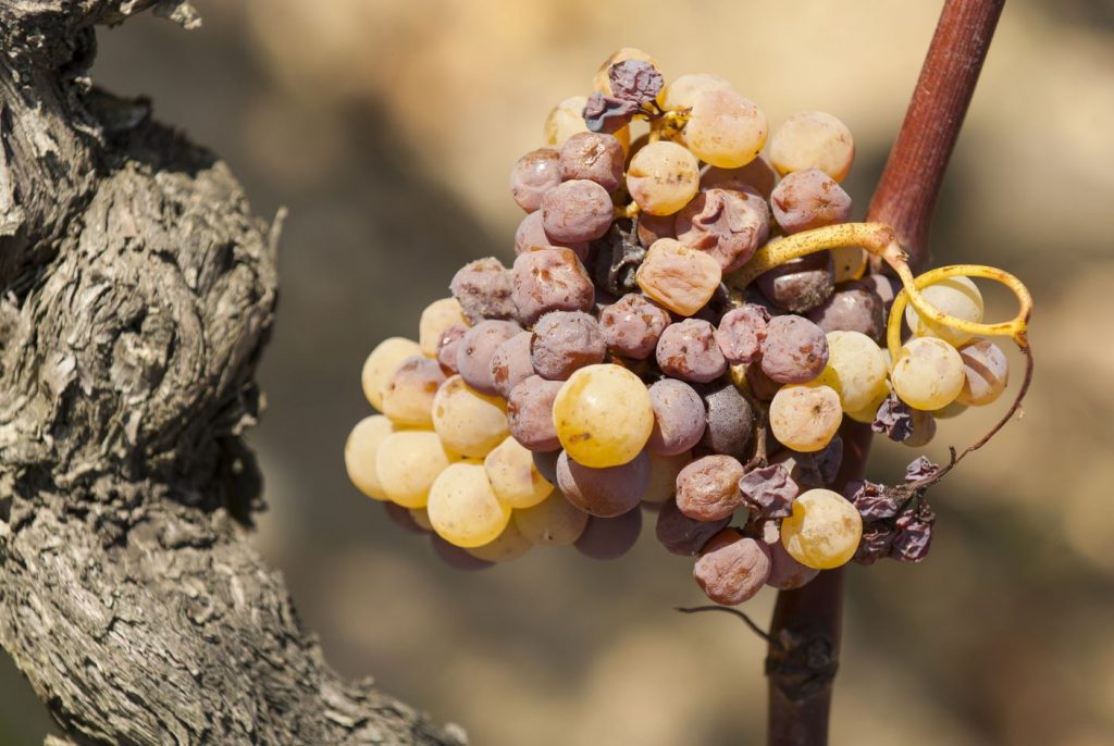 Différences tokay pinot gris