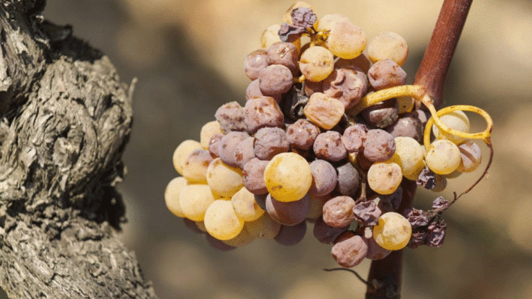 Lire la suite à propos de l’article Le saviez-vous : tokay ou pinot gris, quelles différences ?