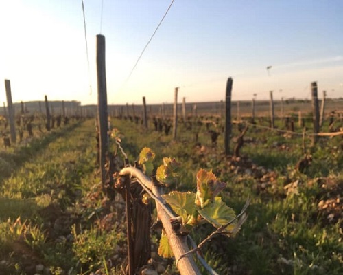 Lire la suite à propos de l’article Domaine Jonathan Didier Pabiot | « Des vins vrais purs et élégants » à Pouilly-sur-Loire