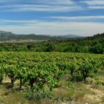 Domaine de Montcalmès | Etoile des Terrasses-du-Larzac