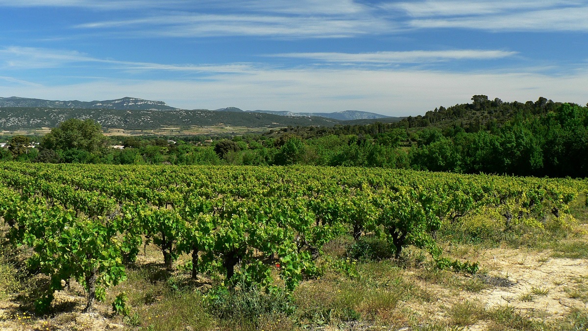 Lire la suite à propos de l’article Domaine de Montcalmès | Etoile des Terrasses-du-Larzac