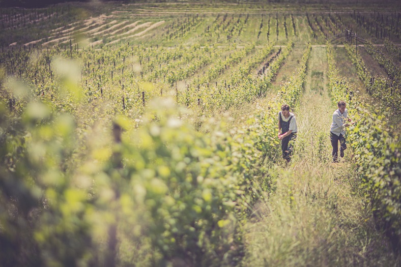 Domaine Marie et Florian Curtet iDealwine vignes