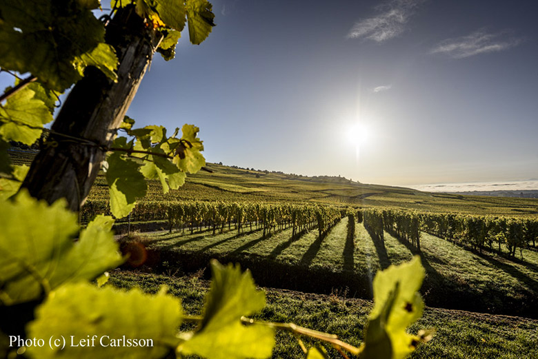 Domaine-Albert-Mann-vignes-2