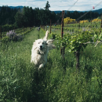 Hiyu Wine Farm | Polyculture traditionnelle et authentique dans l’Oregon