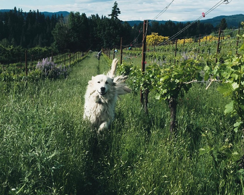 Lire la suite à propos de l’article Hiyu Wine Farm | Polyculture traditionnelle et authentique dans l’Oregon