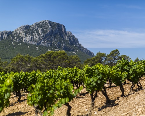Lire la suite à propos de l’article Domaine de Montcalmès | L’étoile montante des Terrasses-du-Larzac
