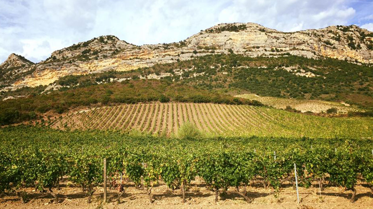 Lire la suite à propos de l’article Domaine Antoine Arena, l’ambassadeur des grands vins corses de terroir