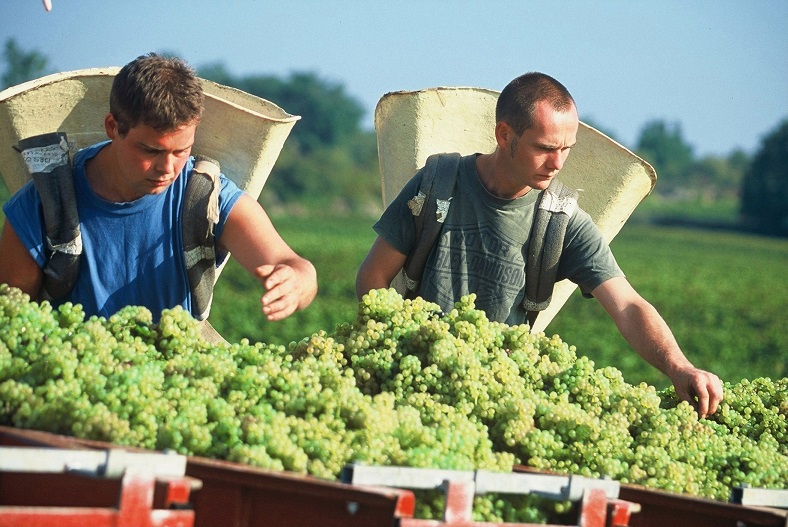 Domaine des Comtes Lafon vendanges