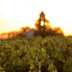 Canicule : néfaste ou bénéfique pour les vignes ?