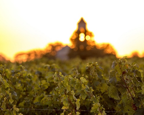 Lire la suite à propos de l’article Canicule : néfaste ou bénéfique pour les vignes ?