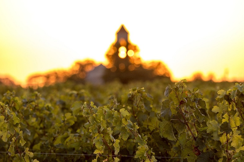 Canicule et vin iDealwine