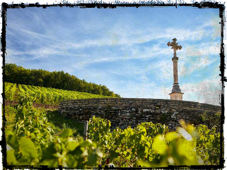 Louis-Latour-degustation-vignes