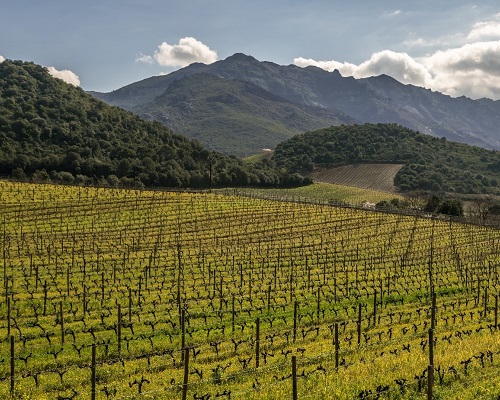 Lire la suite à propos de l’article Palmarès Provence-Corse | Retour sur les enchères du 1er semestre 2019