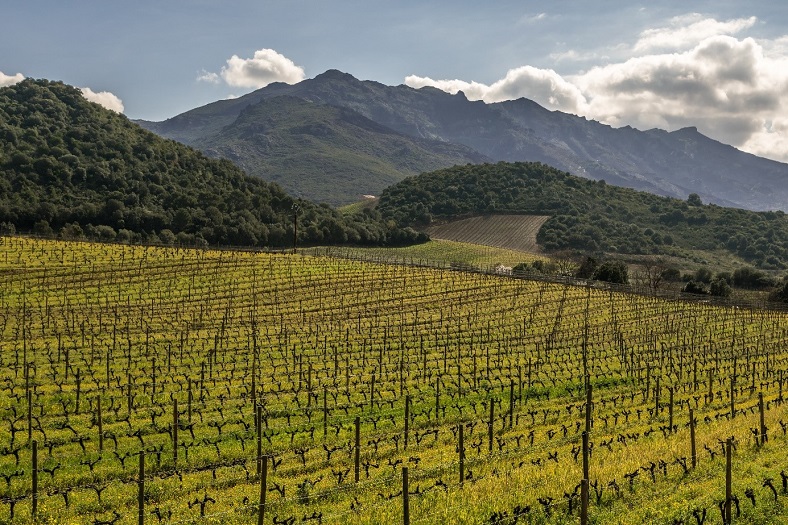 Provence Corse palmares iDealwine encheres