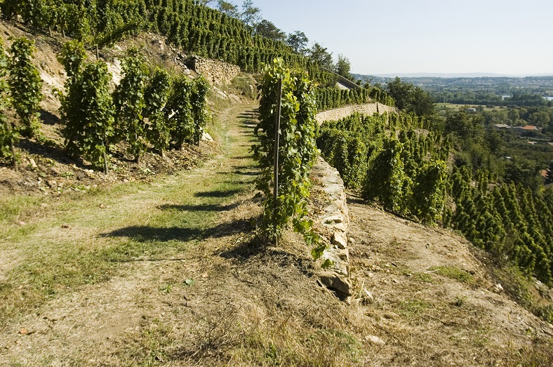 Yves Cuilleron vin rhone iDealwine 6