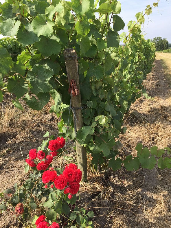 Jacky Blot iDealwine Domaine de la Taille aux Loups Montlouis