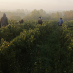 Domaine La Paonnerie | Biodynamie et polyculture en terres angevines