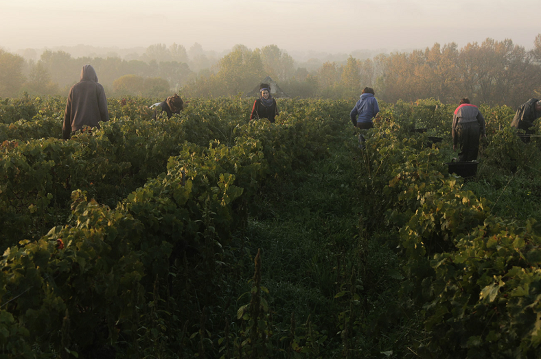 Domaine La Paonnerie iDealwine