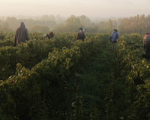 Lire la suite à propos de l’article Domaine La Paonnerie | Biodynamie et polyculture en terres angevines