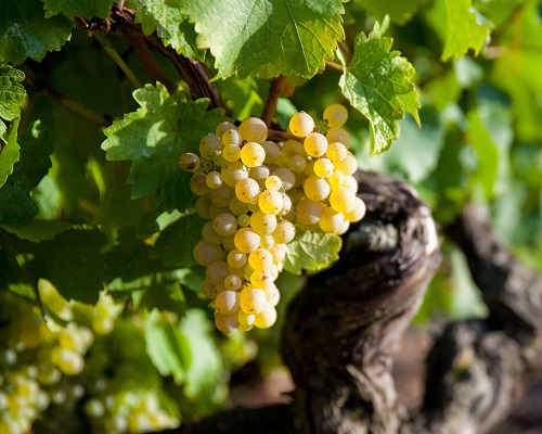 Lire la suite à propos de l’article Palmarès Loire | Le TOP 20 semestriel des enchères de vin