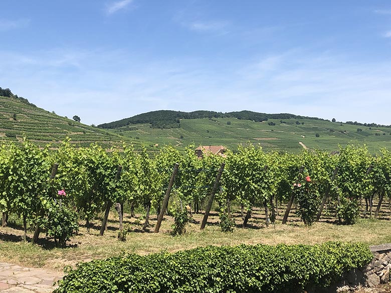Vignes-Weinbach