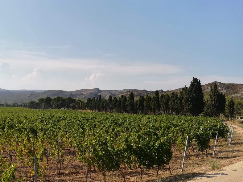 Alpilles vins idealwine vacances vin