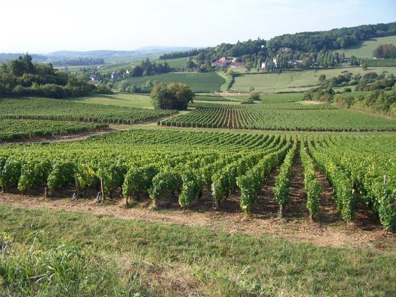 iDealwine été vin vacances domaine bourgogne