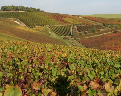 Lire la suite à propos de l’article Olivier Horiot | L’originalité champenoise