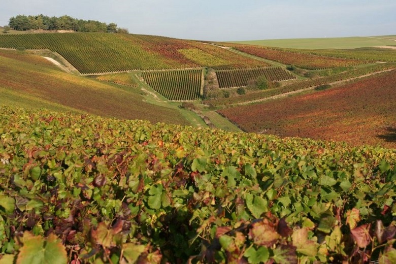 Olivier Horiot champagne iDealwine