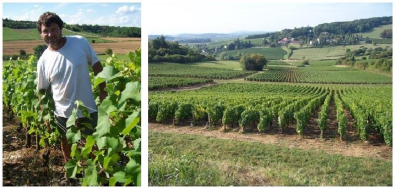 iDealwine été vin vacances domaine bourgogne