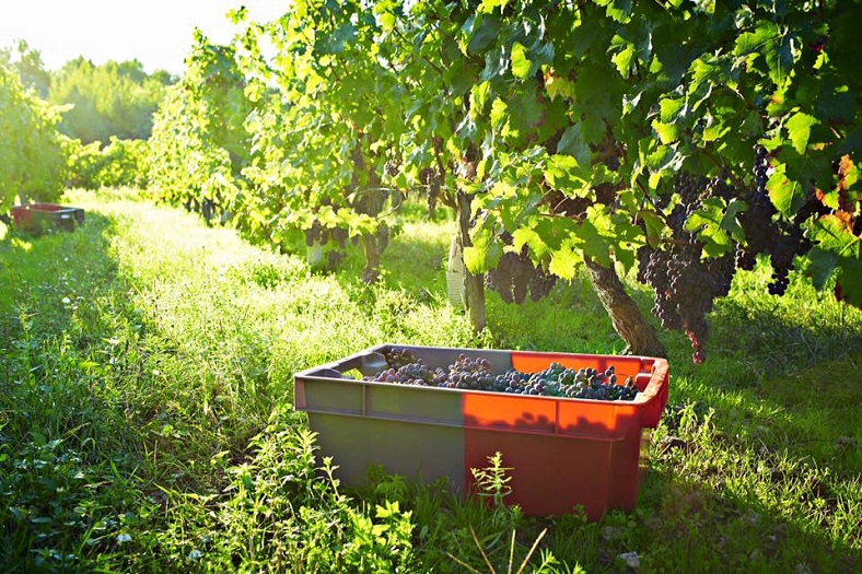 Catherine et Pierre Breton vignes