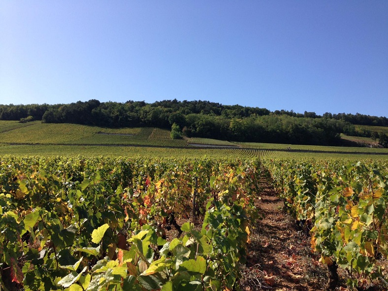 iDealwine vendanges Thibault liger balair 2iDealwine vendanges Thibault liger balair 2