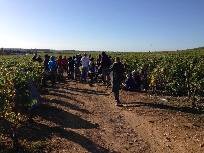 Dealwine vendanges Thibault liger balair 3