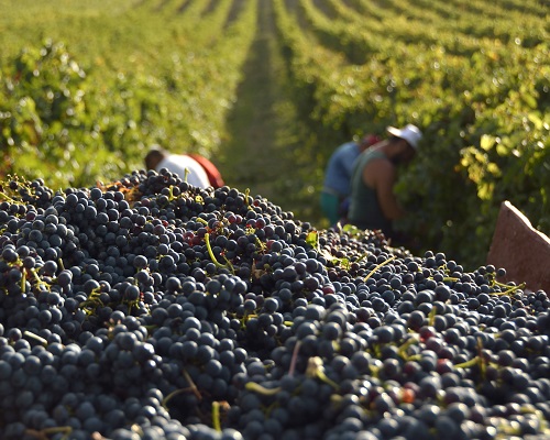 Lire la suite à propos de l’article Vendanges | Tout savoir en 10 questions