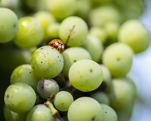 Lire la suite à propos de l’article La Foire en vert | Les vins bio, biodynamiques et natures de la Foire aux Vins d’iDealwine