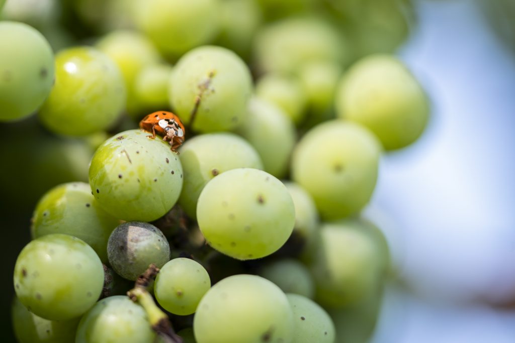 Foire aux Vins bio