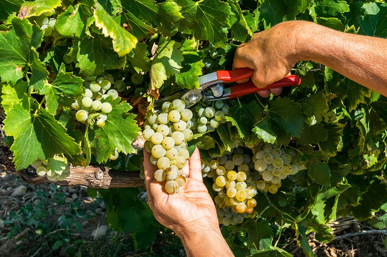 2019 un millésime prometteur vendange iDealwine vin France