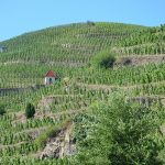 Domaine Bénetière | Joyau caché de la Côte Rôtie