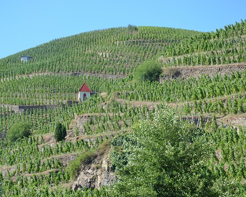 Lire la suite à propos de l’article Domaine Bénetière | Joyau caché de la Côte Rôtie