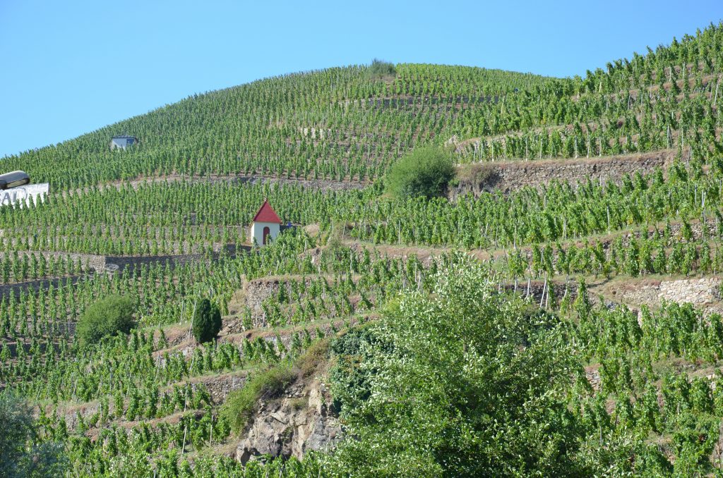 Vigne côte-rôtie ( AOC ) grand cru Rhône - Vignoble