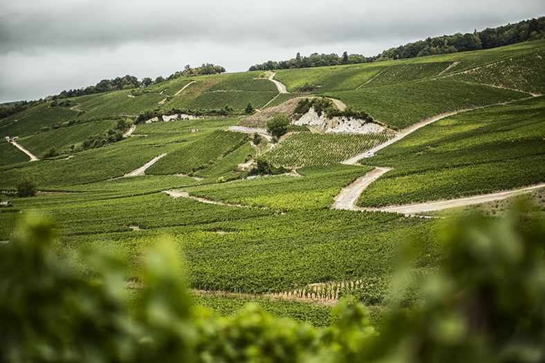 Champagne Bollinger vignes