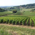 Domaine des Moirots : la tradition de vignerons indépendants