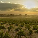 Numanthia | L’excellence espagnole dans la région de Toro