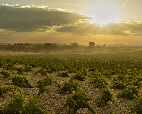 Lire la suite à propos de l’article Numanthia | L’excellence espagnole dans la région de Toro