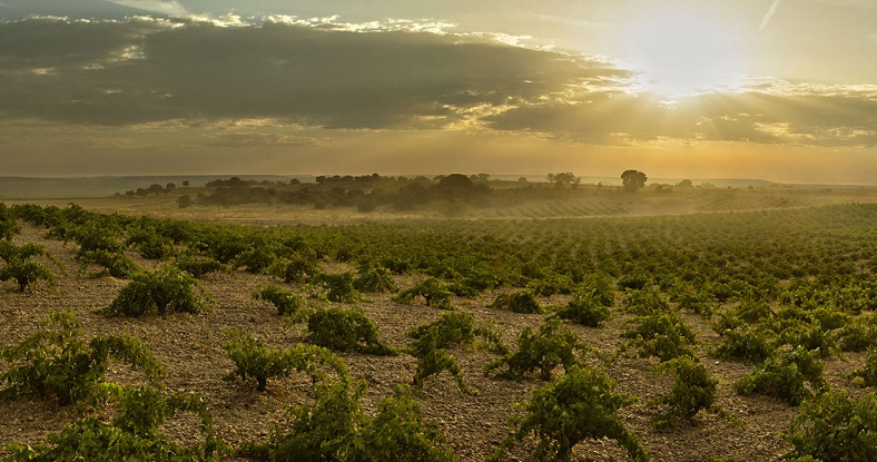 Numanthia vignoble espagnol Toro iDealwine