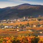 Domaine Léonis | Une jeune découverte d’iDealwine