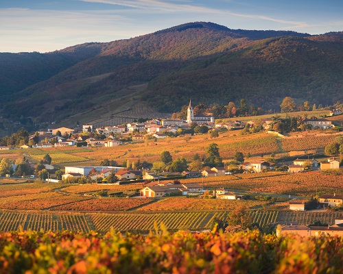 Lire la suite à propos de l’article Domaine Léonis | Une jeune découverte d’iDealwine