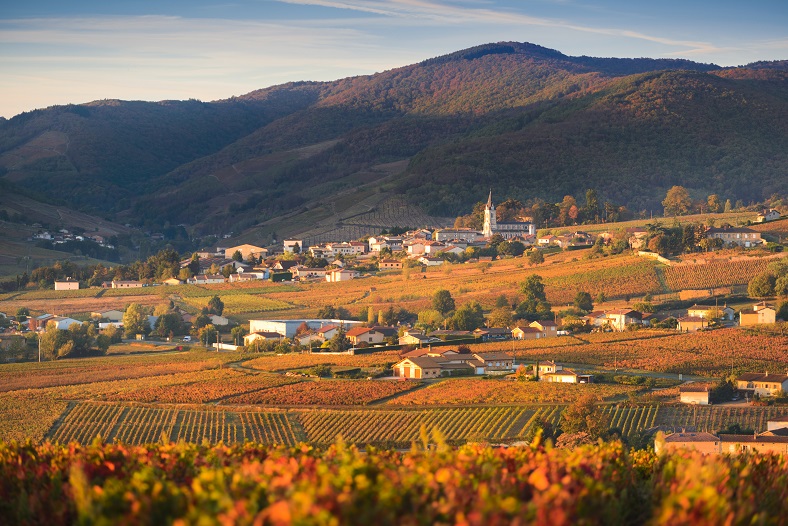 domaine Léonis beaujolais