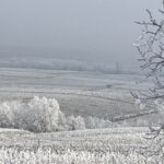 Le Clos de la Roilette | le Marquis et ses fleuries gourmands